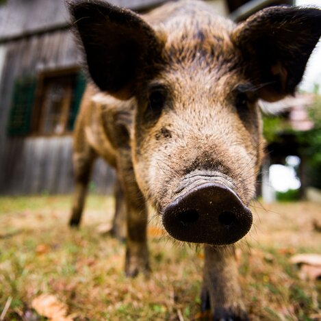 Mal ehrlich: Wie viele Schweine können heute noch von sich behaupten, ein sprichwörtliches "Schweineleben" zu führen? | © Weingut Krispel | Michael Reidinger | © Weingut Krispel