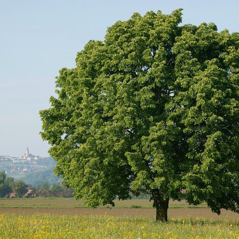 Mit seinen vier Kirchen und drei weithin sichtbaren Kirchtürmen thront der Wallfahrtsort Straden über der Region. | © Thermen- & Vulkanland Steiermark, Harald Eisenberger | © Thermen- & Vulkanland Steiermark, Harald Eisenberger
