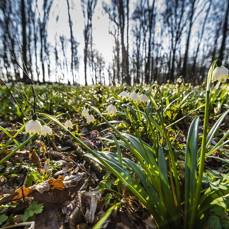 ©pixelmaker.at | Robert Sommerauer