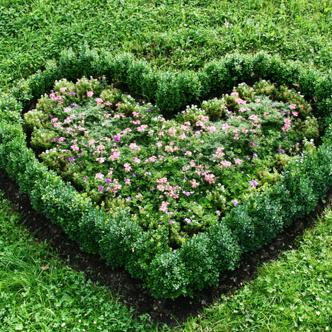 Blumenherz | © P. Schulli