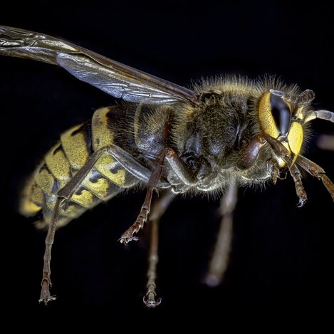 © Geiger Josef | GEIGERJOSEF