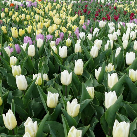 Tulpenwanderung  | © Gemeinde Edelsbach bei Feldbach  | Margit Dunkl
