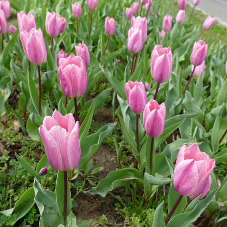 Tulpenwanderung  | © Gemeinde Edelsbach bei Feldbach  | Margit Dunkl