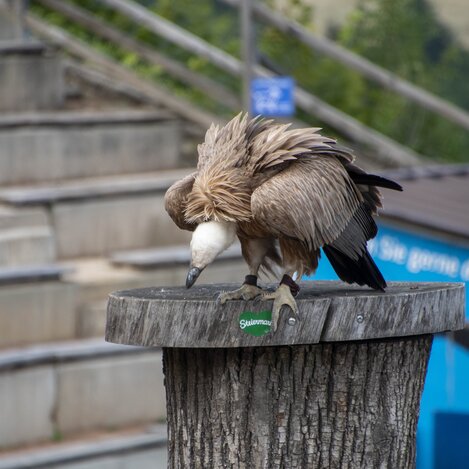 Greifvogel mit dem Grünen Herz | © Thermen- & Vulkanland | Christian Thomaser