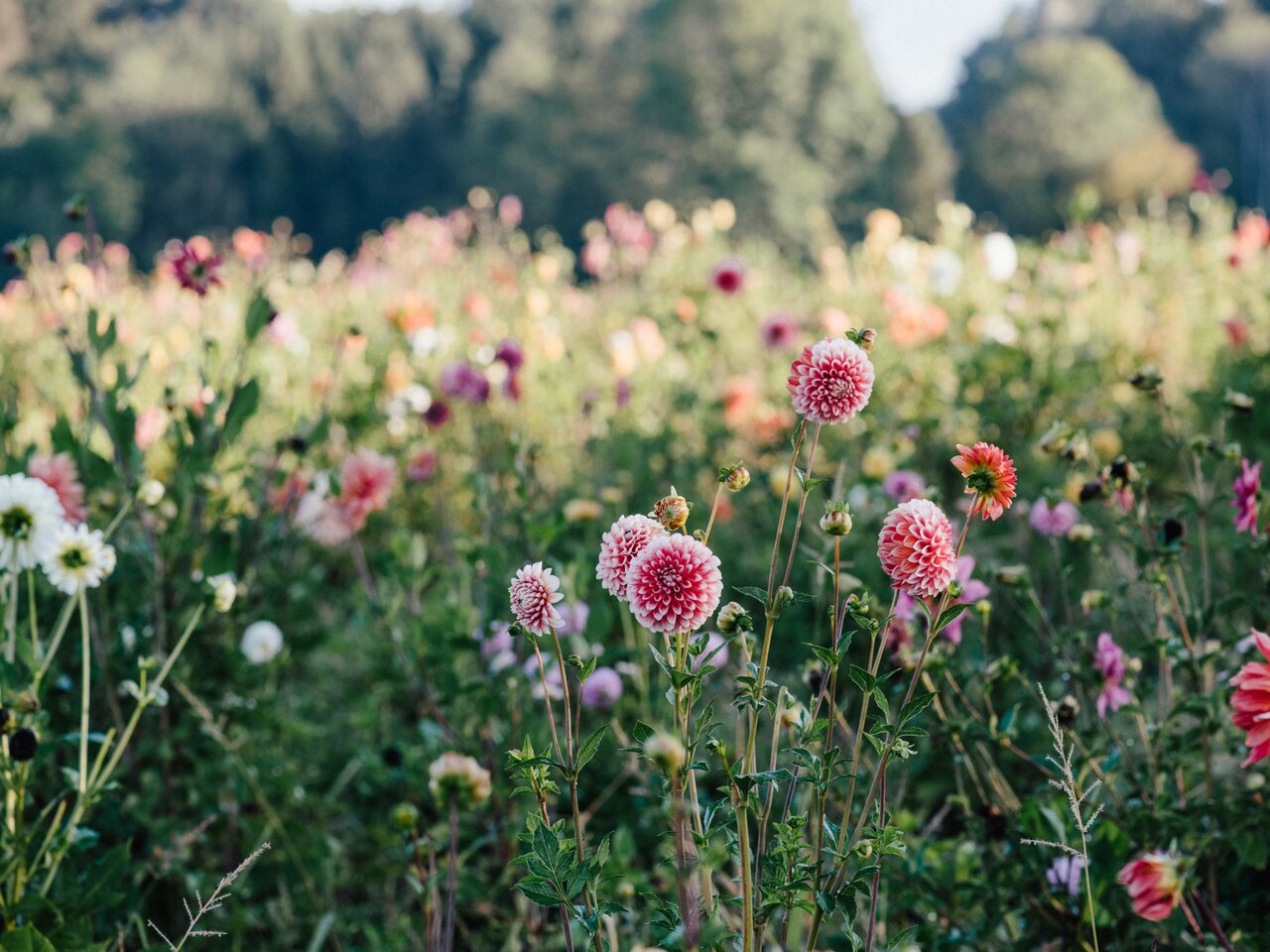 The "Vom Hügel" project flourishes | © Fotogenia | RENATE TRUMMER    FOTOGENIA