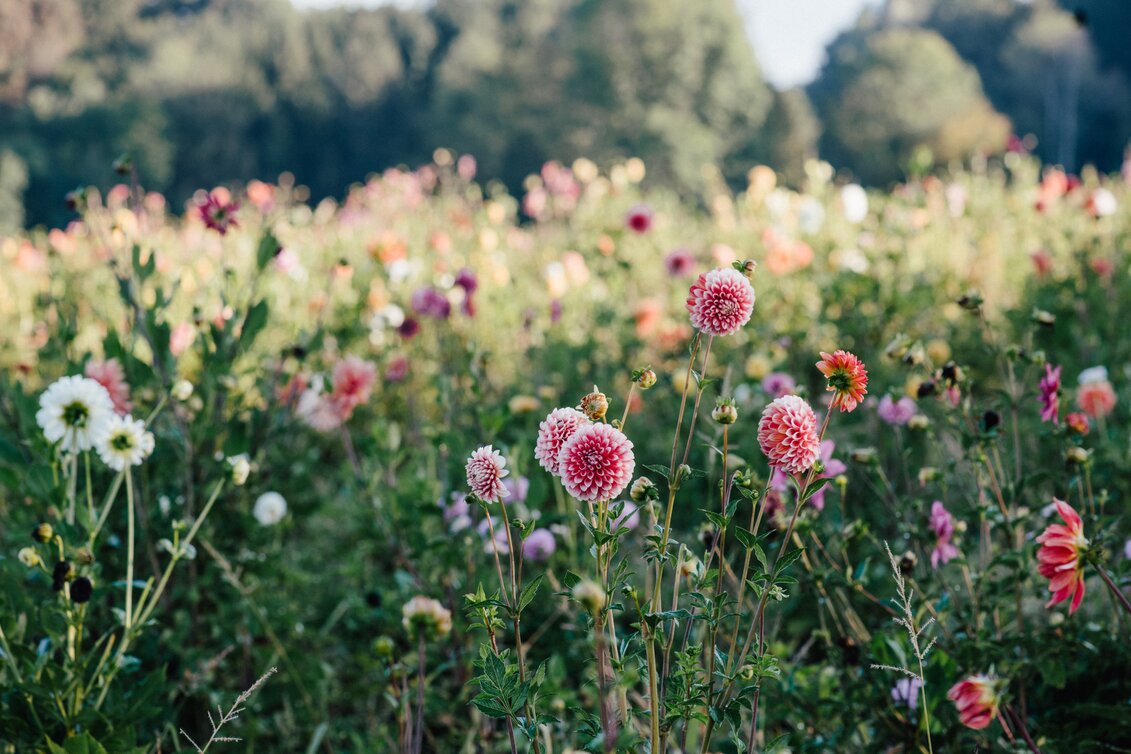 Das Projekt "Vom Hügel" blüht im Thermen- & Vulkanland | © Fotogenia | RENATE TRUMMER    FOTOGENIA