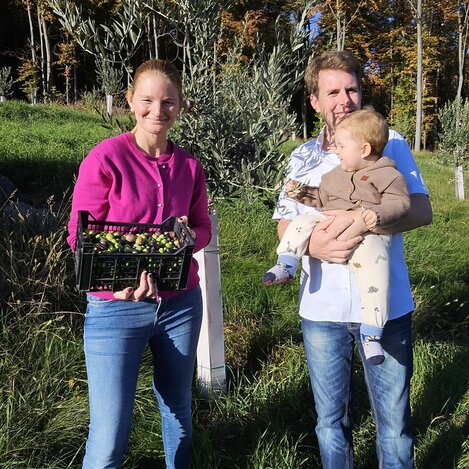 Die erste Oliven-Ernte im Thermen- & Vulkanland | © Weingut Triebl