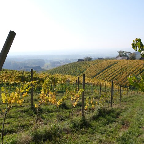 Weinwandern im Südosten der Steiermark | © Thermen- & Vulkanland | Foto Luttenberger
