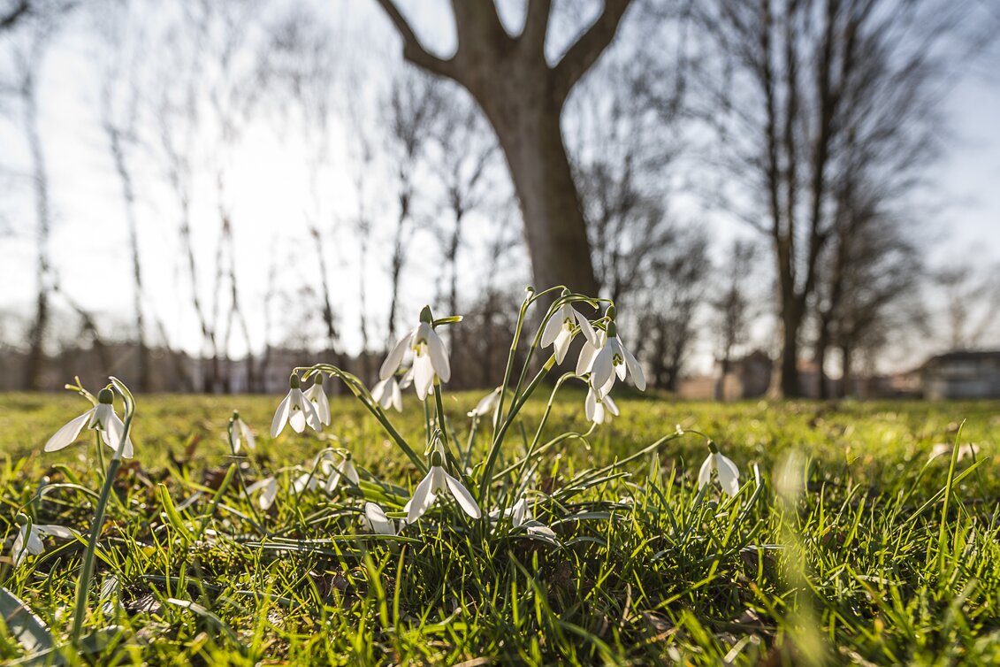 Blumen im Frühling | © Thermen- & Vulkanland | pixelmaker.at