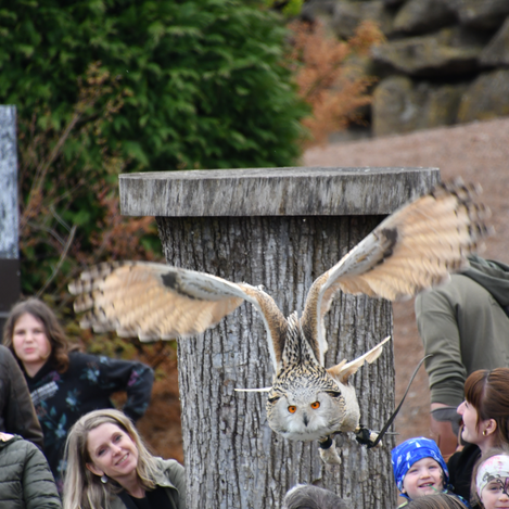 Flugshow auf der Riegersburg | © Thermen- & Vulkanland | Christian Thomaser