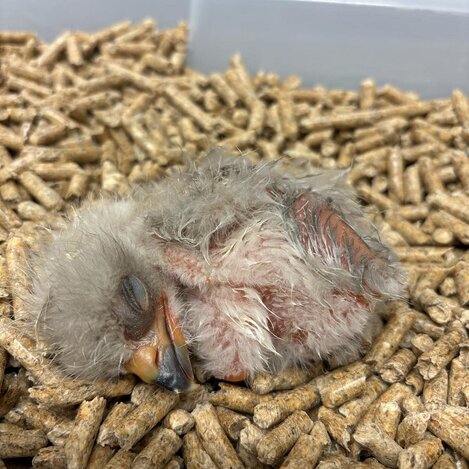 Erste Weißkopfseeadler-Baby der Saison | © Greifvogelwarte Riegersburg