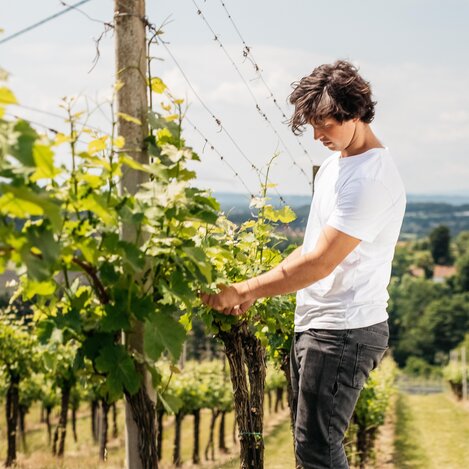 Weinbaugebiet Vulkanland Steiermark DAC | © Thermen- & Vulkanland Steiermark | Sebastian Friedl | © Thermen- & Vulkanland Steiermark | Sebastian Friedl