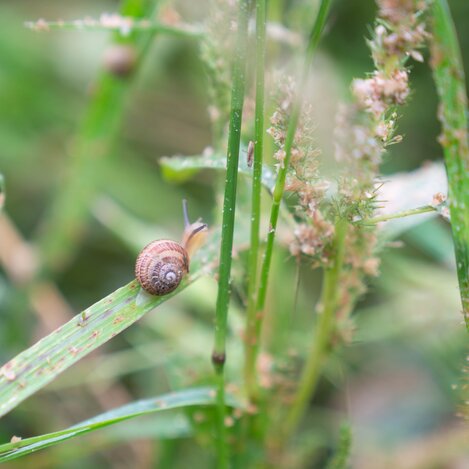 Heranwachsende Schnecke | © Monschein | © Monschein