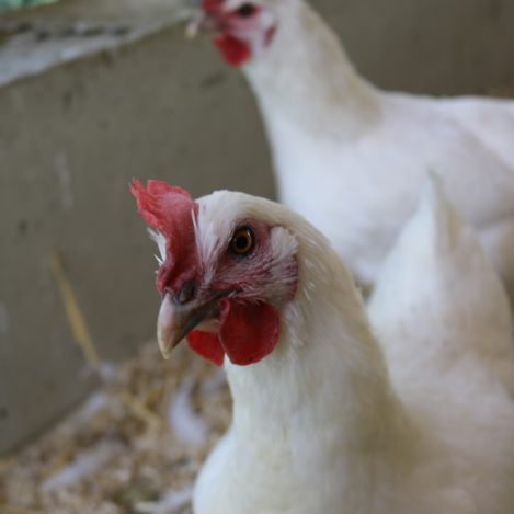 So dürfen die Hühner hier etwa ihr ganzes Leben auf dem Hendlhof verbringen - vom Küken bis zur Henne. Von Sonnenaufgang bis Sonnenuntergang sind die Hendln auf der Wiese unterwegs und erfreuen sich an frischem Gras, saftigen Würmern und knackigen Heuschrecken. | © Antonia Gutzwar | © Antonia Gutzwar