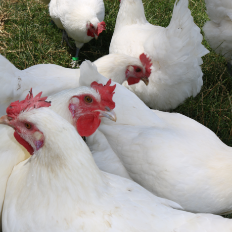 Am K & P Hendlhof werden keine Hochleistungshybride gehalten, stattdessen leben hier Hühner, welche nicht nur hochqualitatives Fleisch liefern, sondern auch Eier legen dürfen. | © Antonia Gutzwar | © Antonia Gutzwar