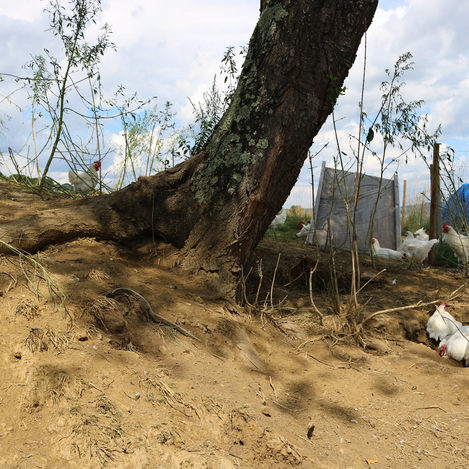 Grüne Wiesen, ein großer Auslauf und ein geräumiger Stall mit viel Platz beschreibt nicht nur den Traum aller Hühner, sondern auch den von Patrick Birkl. | © Antonia Gutzwar | © Antonia Gutzwar