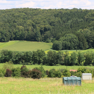 Landschaft Petersdorf Wald Bäume Gras Wiese | © Antonia Gutzwar