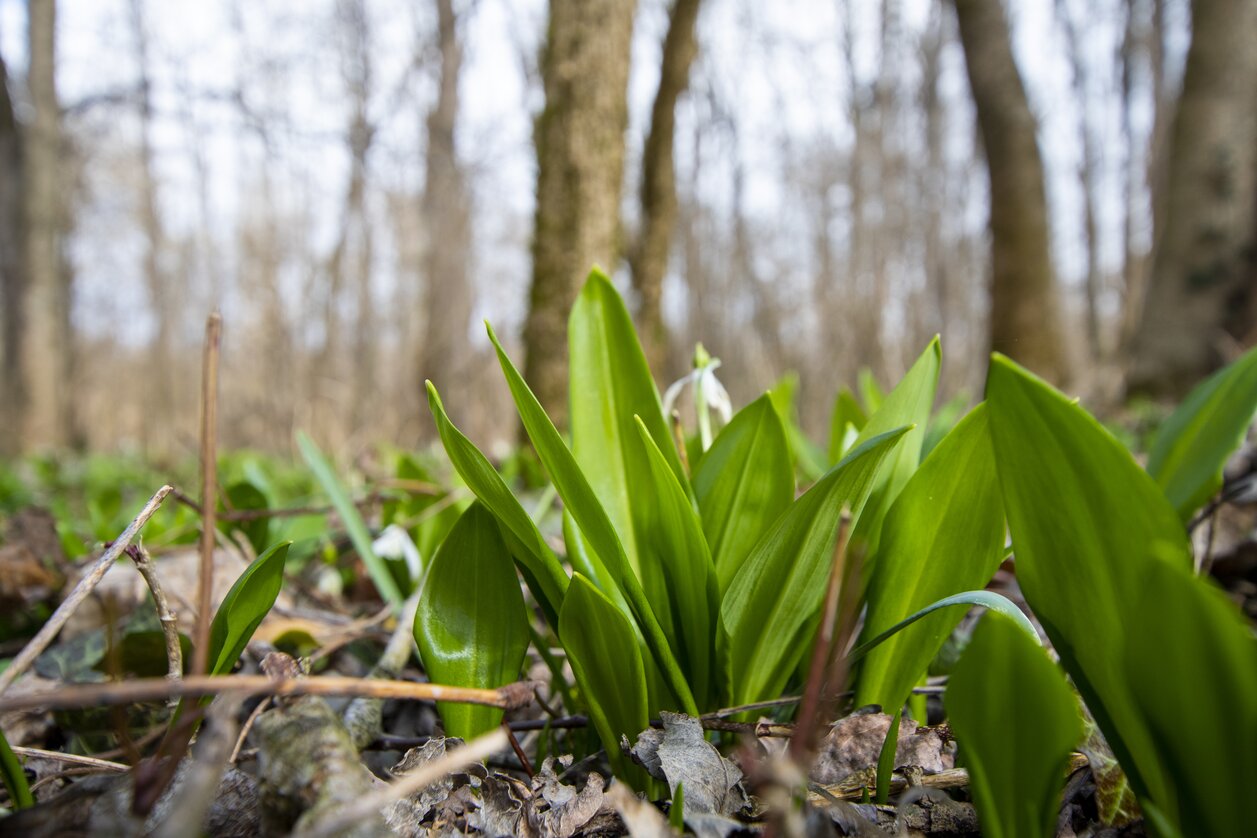 Bärlauch in den Murauen | © Tourismusverband Thermen- & Vulkanland, Christian Thomaser | CHRISTIAN THOMASER | © Tourismusverband Thermen- & Vulkanland, Christian Thomaser
