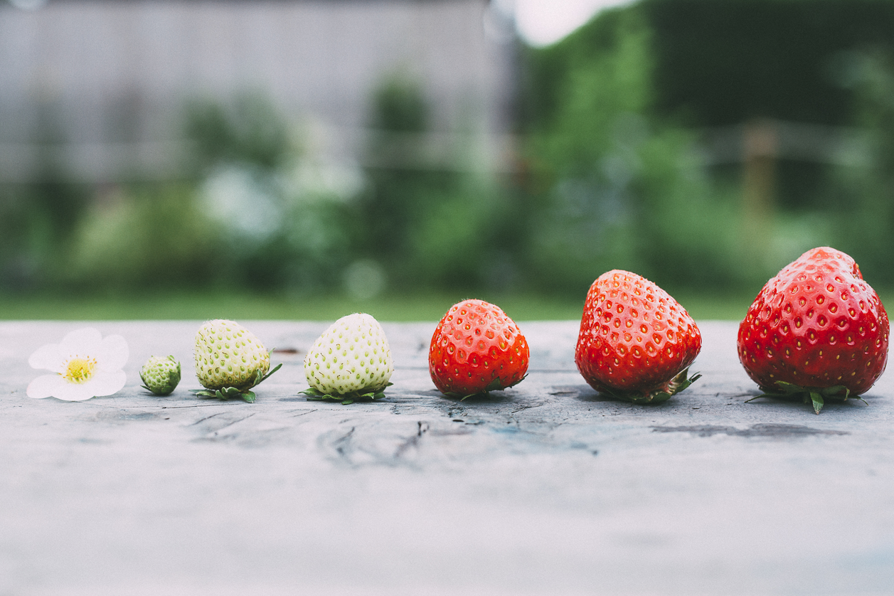  © Reicher Spargel | © KANIZAJ Marija-M. | 2016 | KANIZAJ Marija-M. | 2016