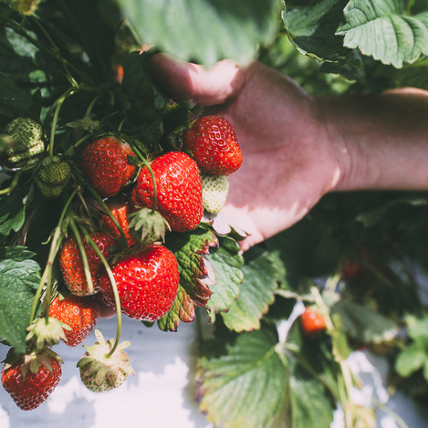  © Reicher Spargel | © KANIZAJ Marija-M. | 2016 | KANIZAJ Marija-M. | 2016