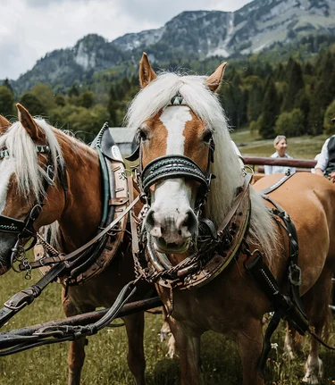 © Katrin Kerschbaumer Photography | Katrin Kerschbaumer Photography