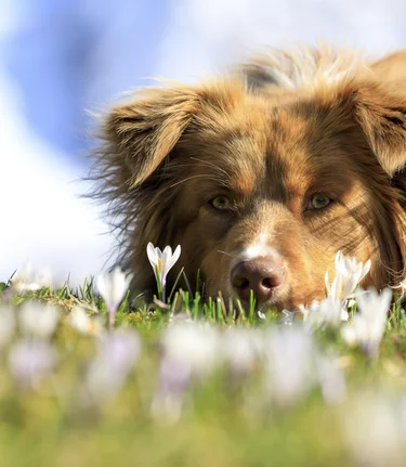 Bergfrühling: Hund auf Krokuswiese | © Steiermark Tourismus / photo-austria.at | Martin Huber