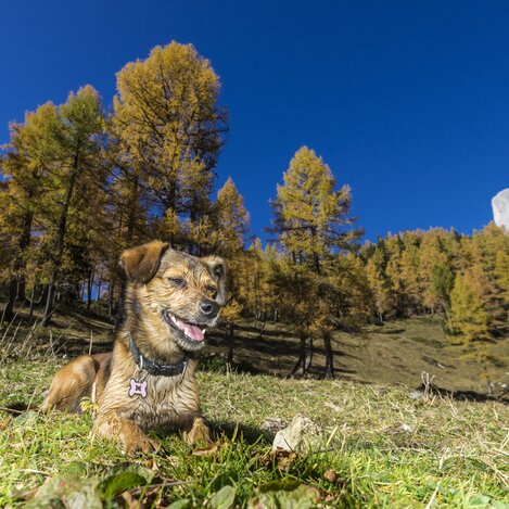 Sommerurlaub mit Hund: Tauplitz, nahe Steirersee | © Steiermark Tourismus / Michael Weberberger