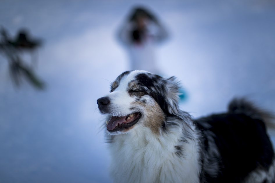 Hund auf Planneralm | © Steiermark Tourismus / ikarus.cc | Tom Lamm