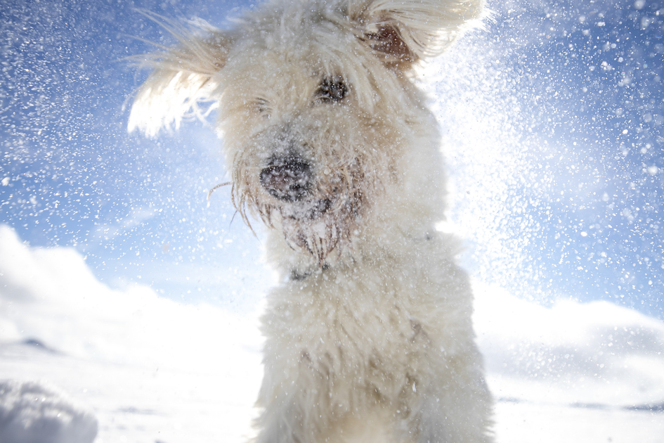 Steirischer Eisbär ;-) | © Steiermark Tourismus / Tom Lamm