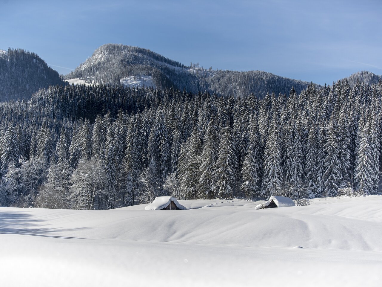 © Tom Lamm | ikarus.cc | Tom Lamm