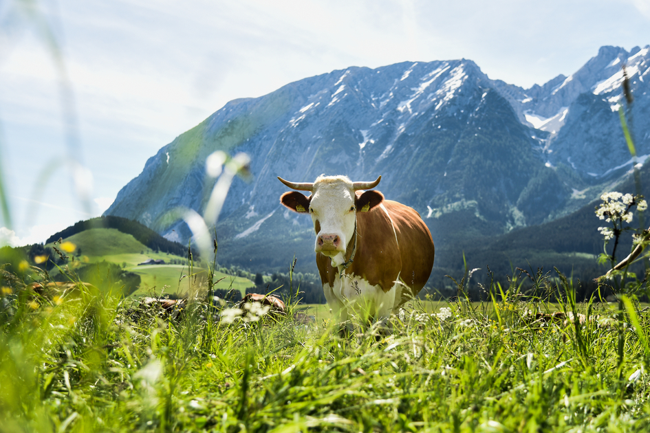 © TVB Ausseerland - Salzkammergut/Jacqueline Korber