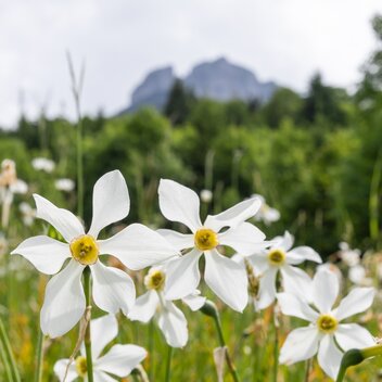 62. Narzissenfest im Ausseerland-Salzkammergut | © (c) Narzissenfestverein / Martin Huber | Narzissenfestverein / Martin Huber