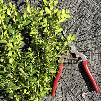 Buchsbaum: wichtig für die Palmbuschen | © Steiermark Tourismus / Amra Candic