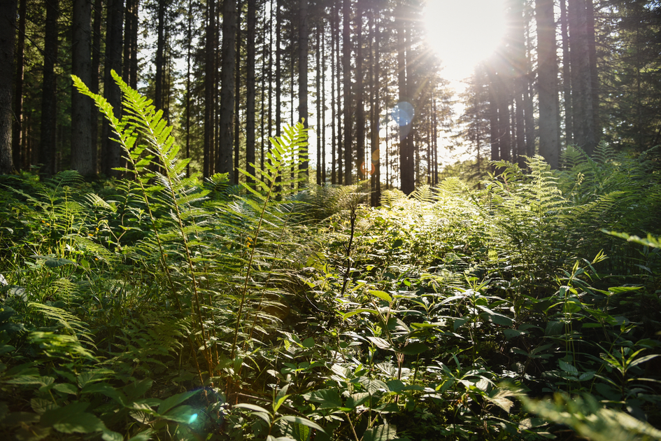 © TVB Ausseerland - Salzkammergut/Jacqueline Korber