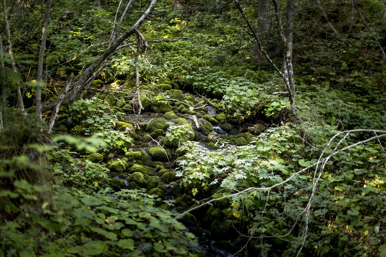 © Tom Lamm | ikarus.cc | Tom Lamm