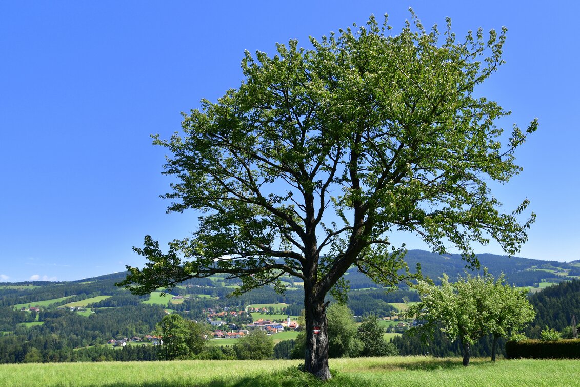 Miesenbach bei Birkfeld - Impression #1
