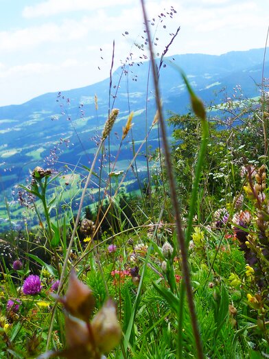 Blumenwiese vom Gschaid-Gipfel in der Oststeiermark | © TV Oststeiermark | Christine Pollhammer