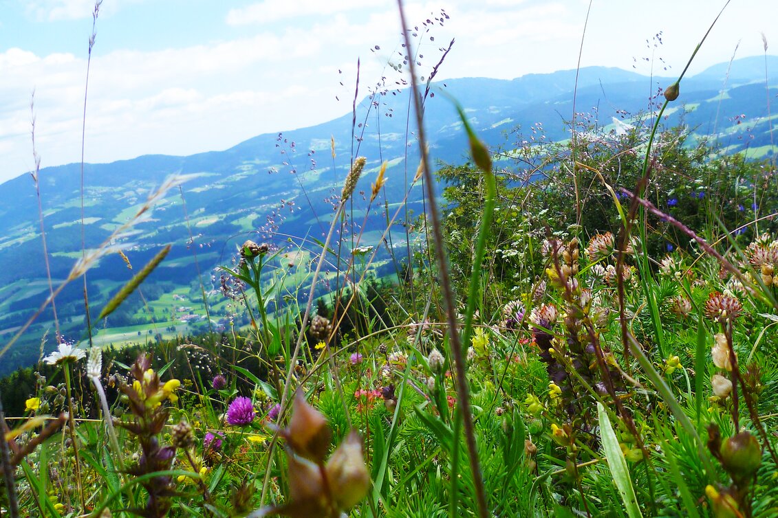 Blumenwiese vom Gschaid-Gipfel in der Oststeiermark | © TV Oststeiermark | Christine Pollhammer