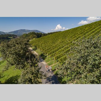 Radfahren zwischen Weinreben auf der Oststeirischen Römerweinstraße | © Oststeiermark Tourismus | Bernhard Bergmann