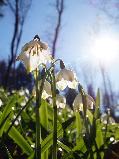 Frühlingsknotenblumen in St. Ruprecht an der Raab | © Infozentrum Gutenberg-Raabklamm