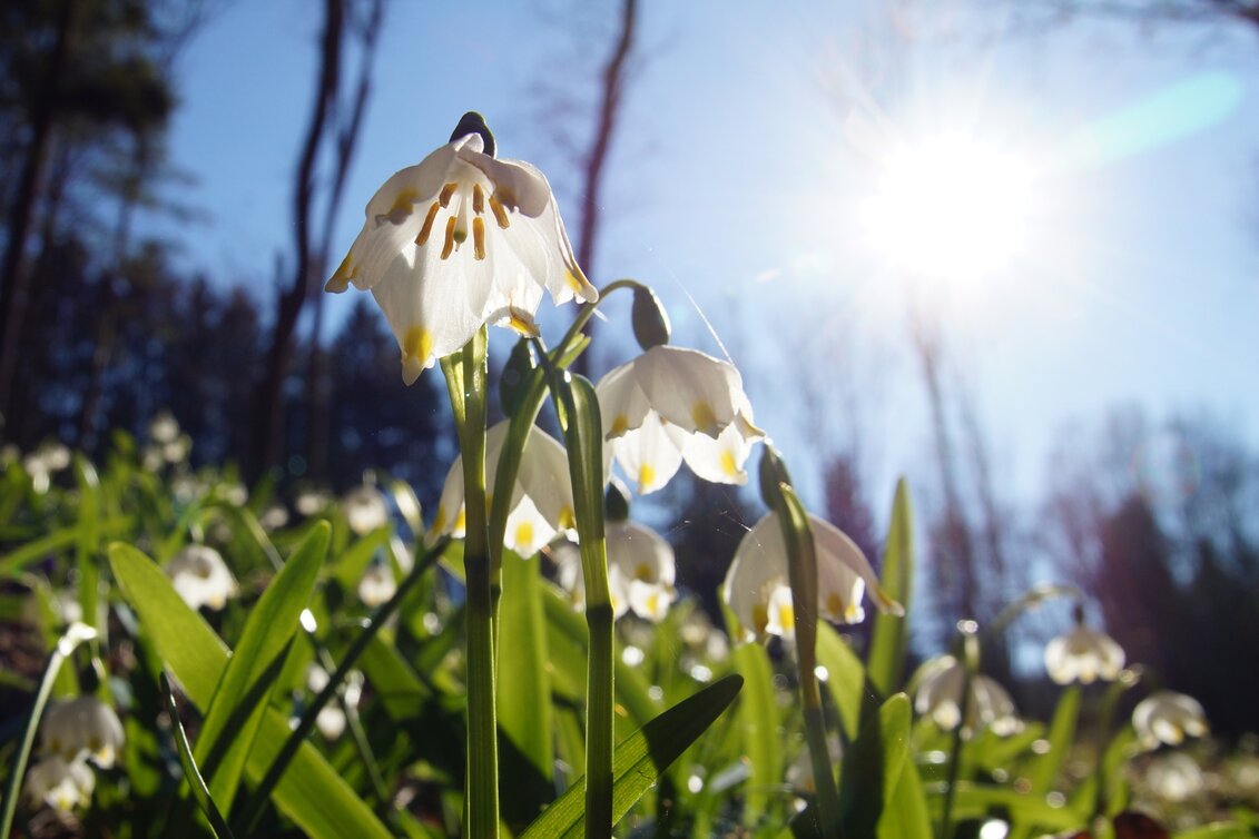 Frühlingsknotenblumen in St. Ruprecht an der Raab | © Infozentrum Gutenberg-Raabklamm