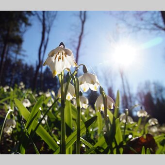 Frühlingsknotenblumen in St. Ruprecht an der Raab | © Infozentrum Gutenberg-Raabklamm