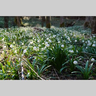 Frühlingsknotenblumen in St. Ruprecht an der Raab | © Infozentrum Gutenberg-Raabklamm