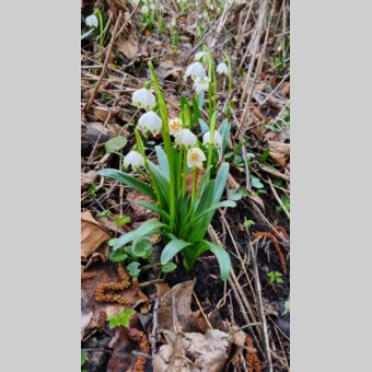 Frühlingsknotenblumen in St. Ruprecht an der Raab | ©  Oststeiermark Tourismus