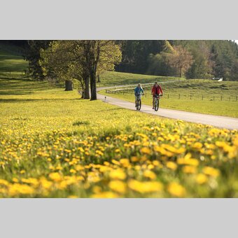 Radfahren inmitten blühender Landschaft in der Oststeiermark | ©  Oststeiermark Tourismus | Bernhard Bergmann