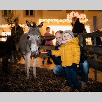 Hartberger Adventmarkt am Hauptplatz mit Esel | studio draussen | © Oststeiermark Tourismus, cmvisuals