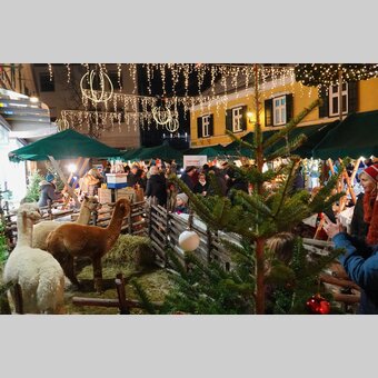 Alpakas auf dem Christkindlmarkt in Weiz | ©  Oststeiermark Tourismus | Heran