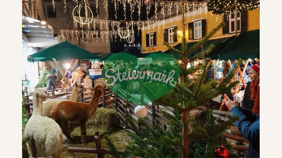 Alpakas auf dem Christkindlmarkt in Weiz | ©  Oststeiermark Tourismus | Heran