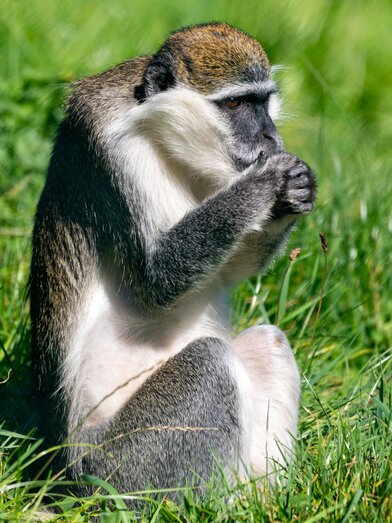 Vervet monkey in the Herberstein Animal World | © Tierwelt Herberstein | Harry Schiffer