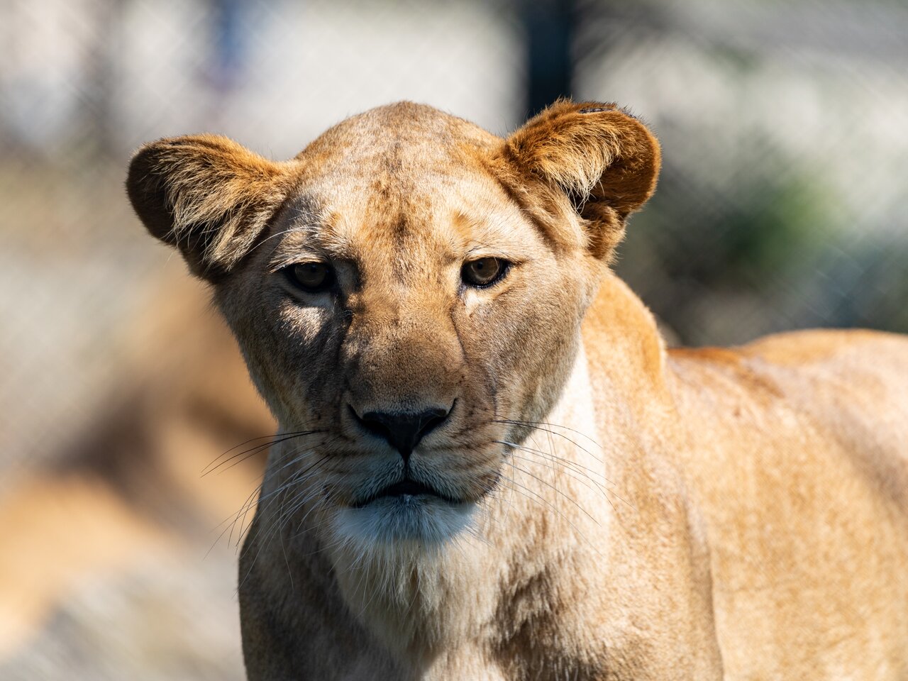 Löwin Amira in der Tierwelt Herberstein | © Tierwelt Herberstein | Harry Schiffer